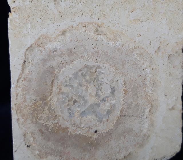 Hibolithes sp. (MONTFORT 1808) & Becherschwamm indet. - Bild &copy; FossNet FossilienStore
